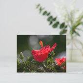 Carte Postale Hibiscus Fleurit Et Bufs (Debout devant)