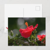 Carte Postale Hibiscus Fleurit Et Bufs (Devant / Derrière)