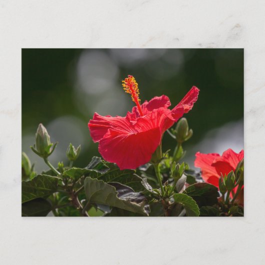 Carte Postale Hibiscus Fleurit Et Bufs (Devant)