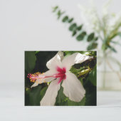 Carte postale Hibiscus Floral (Debout devant)