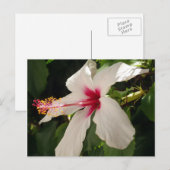 Carte postale Hibiscus Floral (Devant / Derrière)