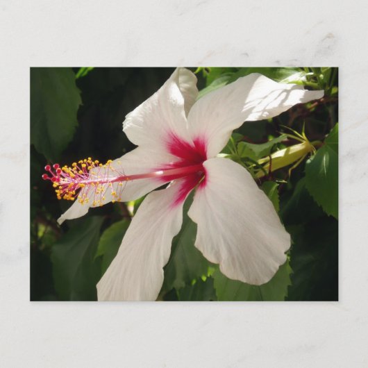 Carte postale Hibiscus Floral (Devant)