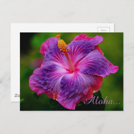 Carte postale Hibiscus Flower (Devant / Derrière)