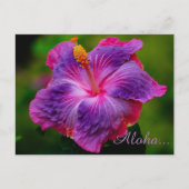 Carte postale Hibiscus Flower (Devant)