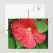 Carte Postale Hibiscus Flower Bright Magenta (Devant / Derrière)