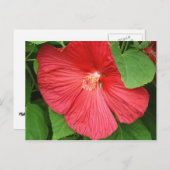 Carte Postale Hibiscus Flower Bright Magenta (Devant / Derrière)