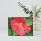 Carte Postale Hibiscus Flower Bright Magenta (Debout devant)