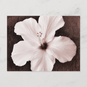 Carte Postale Hibiscus hawaïen blanc Sepia Fleur tropicale