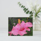 Carte Postale Hibiscus Hawaii rose (Debout devant)