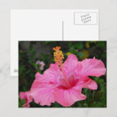 Carte Postale Hibiscus Hawaii rose (Devant / Derrière)