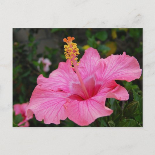 Carte Postale Hibiscus Hawaii rose (Devant)