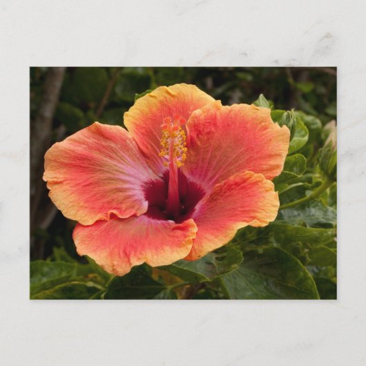 Carte Postale Hibiscus hybride (Devant)