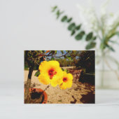 Carte postale Hibiscus jaune (Debout devant)