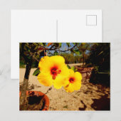 Carte postale Hibiscus jaune (Devant / Derrière)