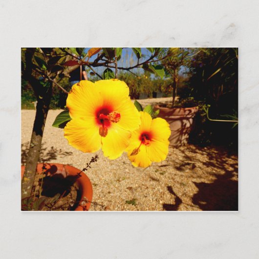 Carte postale Hibiscus jaune (Devant)