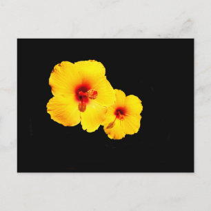 Carte postale Hibiscus jaune