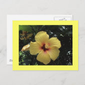 Carte postale Hibiscus jaune (Devant / Derrière)