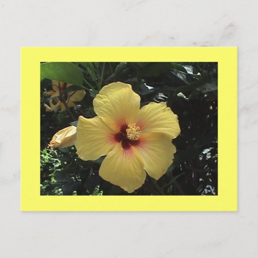 Carte postale Hibiscus jaune (Devant)