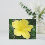 Carte postale Hibiscus jaune (Debout devant)