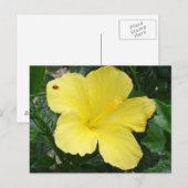 Carte postale Hibiscus jaune (Devant / Derrière)