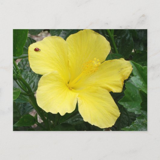 Carte postale Hibiscus jaune (Devant)