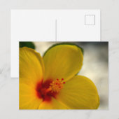 Carte Postale Hibiscus jaune (Devant / Derrière)