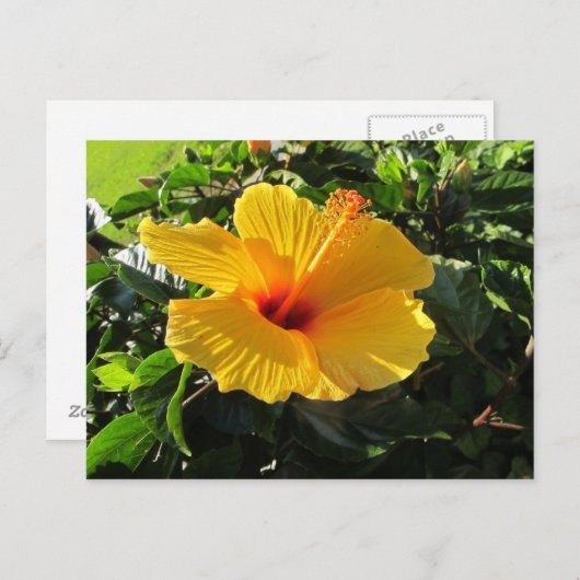 Carte postale Hibiscus jaune (Devant / Derrière)