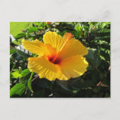Carte postale Hibiscus jaune (Devant)