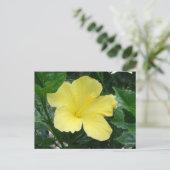 Carte postale Hibiscus jaune (Debout devant)