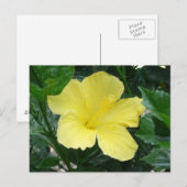 Carte postale Hibiscus jaune (Devant / Derrière)