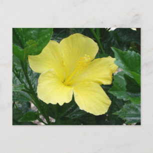 Carte postale Hibiscus jaune