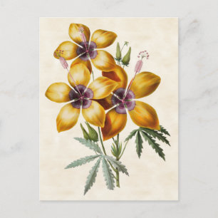 Carte Postale Hibiscus Jaune Botanique Vintage