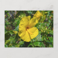 Hibiscus jaune Fleur d'État Hawaii
