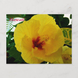 Carte Postale Hibiscus jaune Hawaï