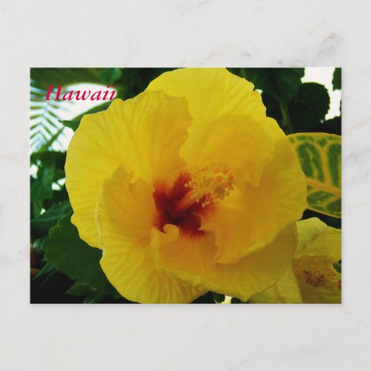 Carte Postale Hibiscus jaune Hawaï (Devant)