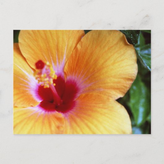 Carte Postale Hibiscus, Jaune-Orange (Devant)
