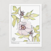 Carte Postale Hibiscus Materia Medica Monograph Herbal Study (Devant)