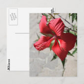 Carte Postale Hibiscus n° 2 (Devant / Derrière)