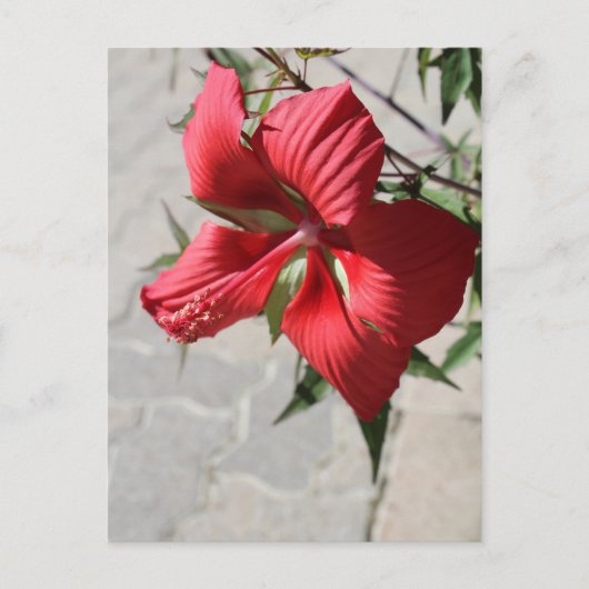 Carte Postale Hibiscus n° 2 (Devant)