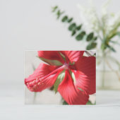 Carte Postale Hibiscus n° 3 (Debout devant)