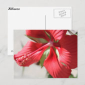 Carte Postale Hibiscus n° 3 (Devant / Derrière)