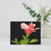 Carte Postale Hibiscus @ Nuit (Debout devant)