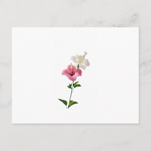 Carte Postale hibiscus, pink hibiscus, white hibiscus, dual flow (Devant)