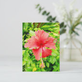 Carte Postale Hibiscus, Placencia, Belize (Debout devant)