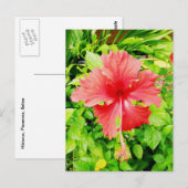 Carte Postale Hibiscus, Placencia, Belize (Devant / Derrière)