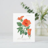 Carte Postale Hibiscus rosa-sinensis (Debout devant)