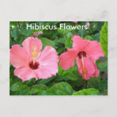 Carte postale Hibiscus rose (Devant)