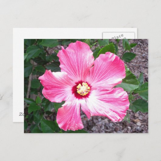 Carte postale Hibiscus rose (Devant / Derrière)