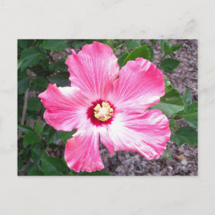 Carte postale Hibiscus rose