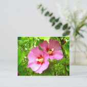 Carte postale Hibiscus rose (Debout devant)